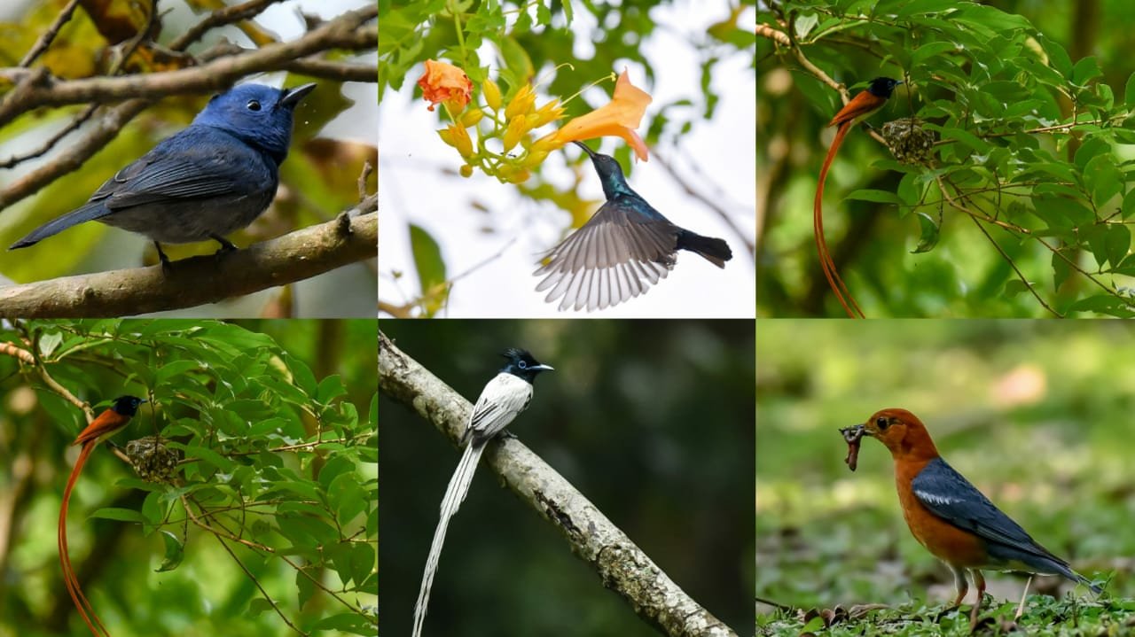 local and country birds occupied kulik bird sanctuary in raiganj