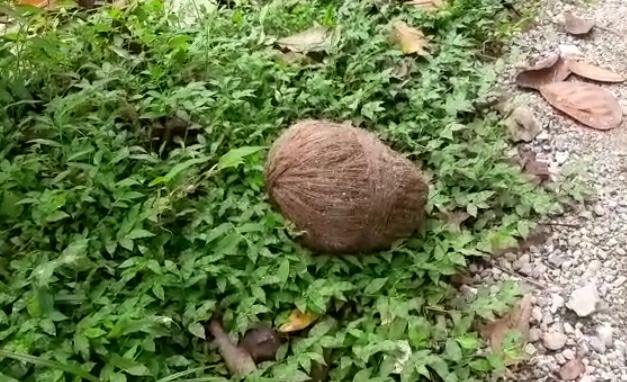 bomb seized in coochbehar