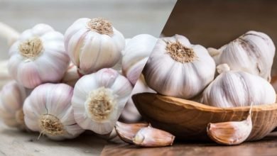 garlic and its medicinal usefulness