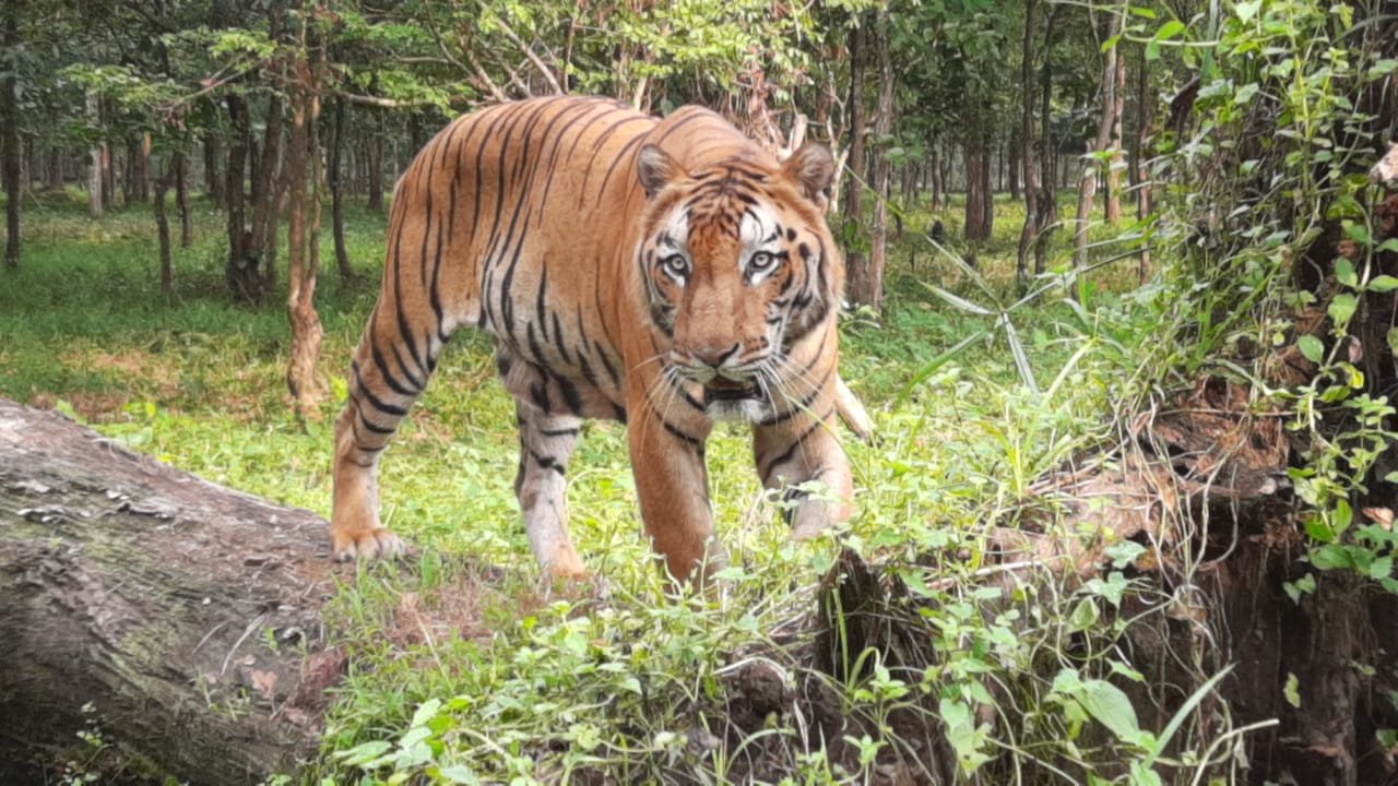 bengal safari park in siliguri opens up for tourists