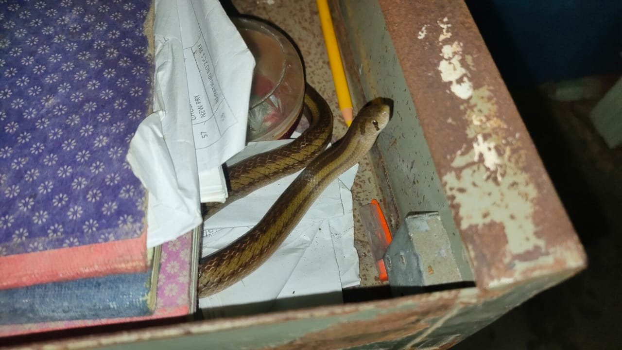 king cobra rescued from a toilet of a school