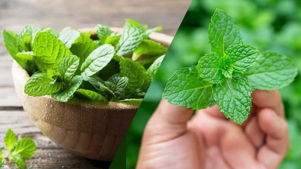 পুদিনা পাতার উপকারিতা