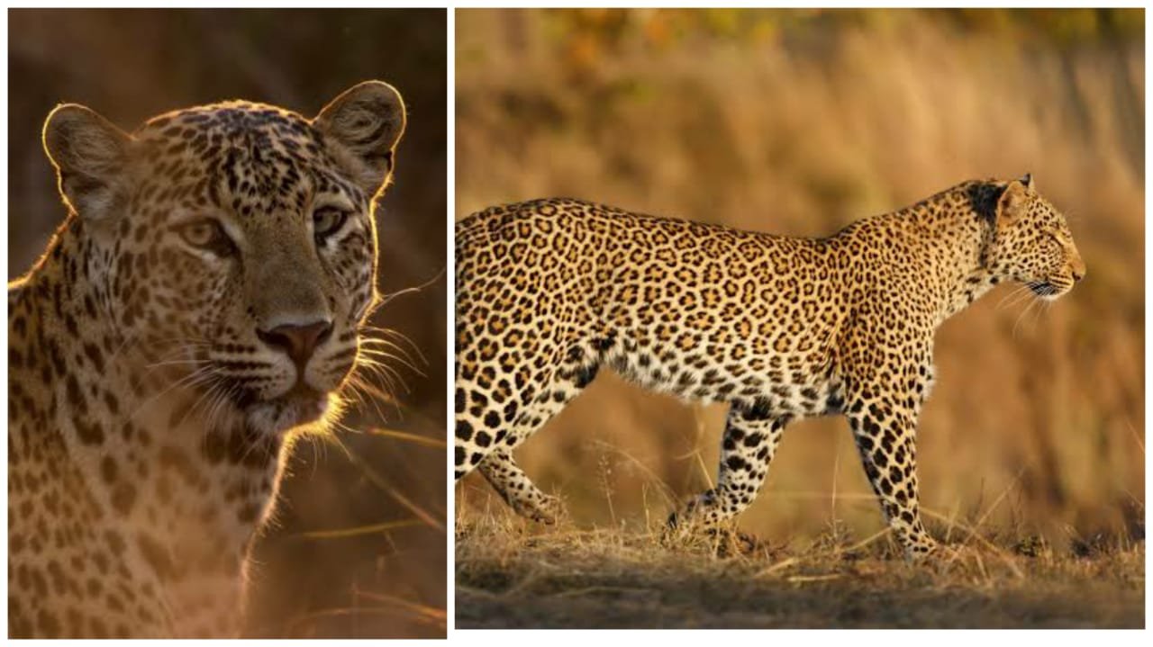 leopard killed in accident
