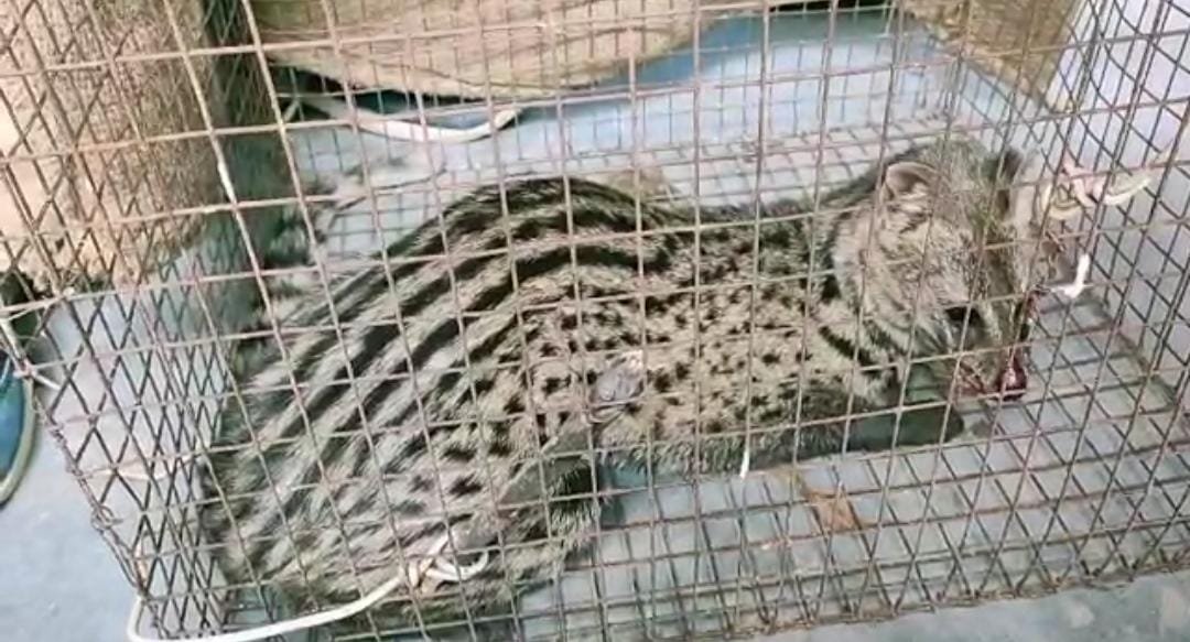 Gandhagokul rescued from the sewer