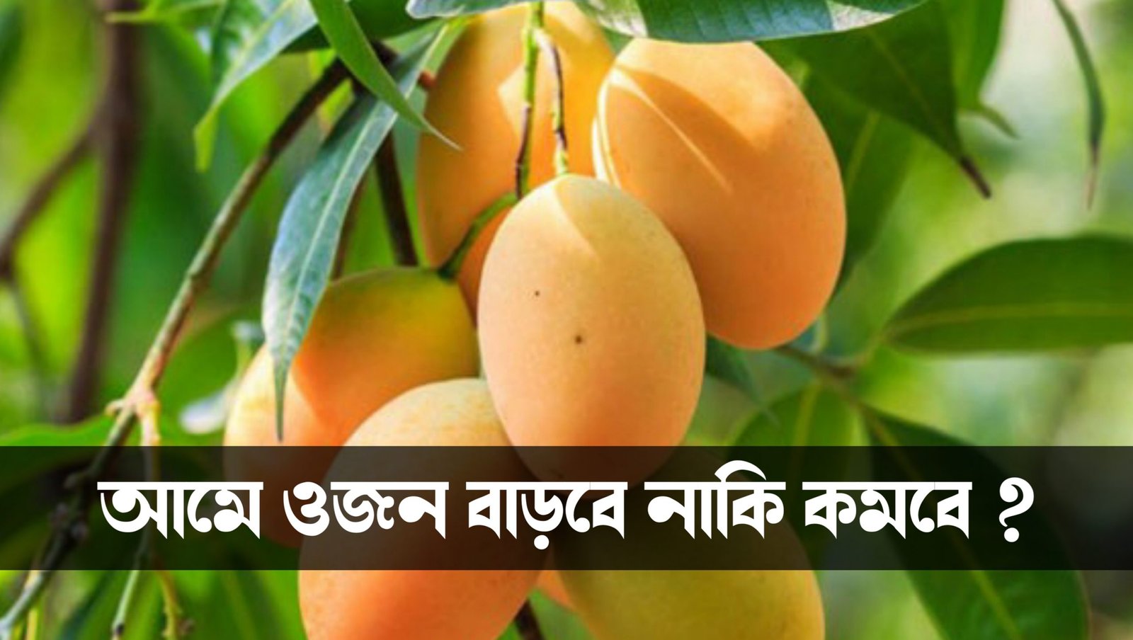 Is Mango good for weight loss