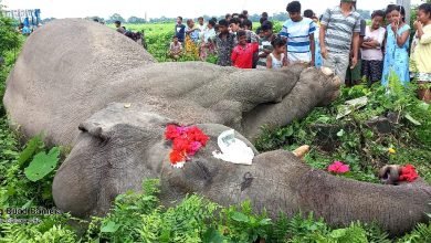 The mysterious death of an adult elephant