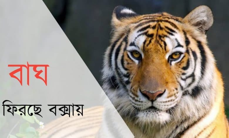 royal bengal tiger