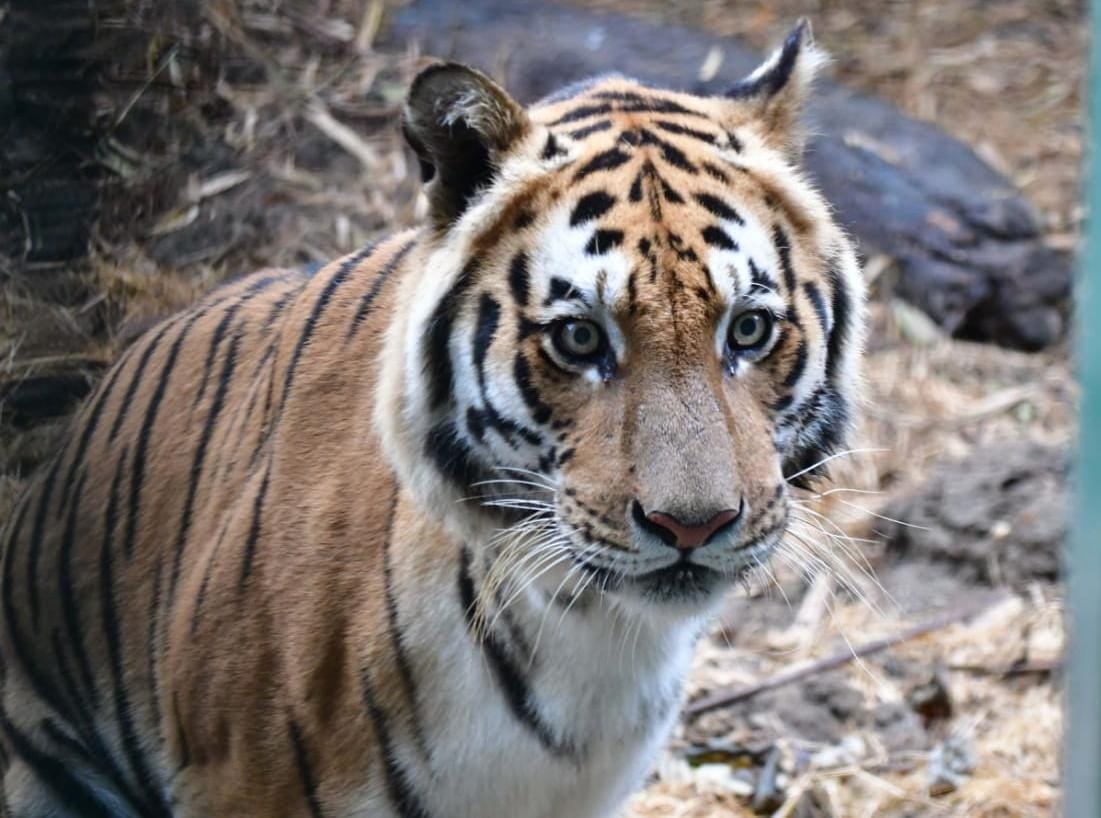 25th Birthday of Royal Bengal Tiger raja
