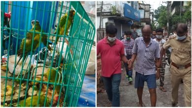 Plum headed parakeet rescued in Raiganj