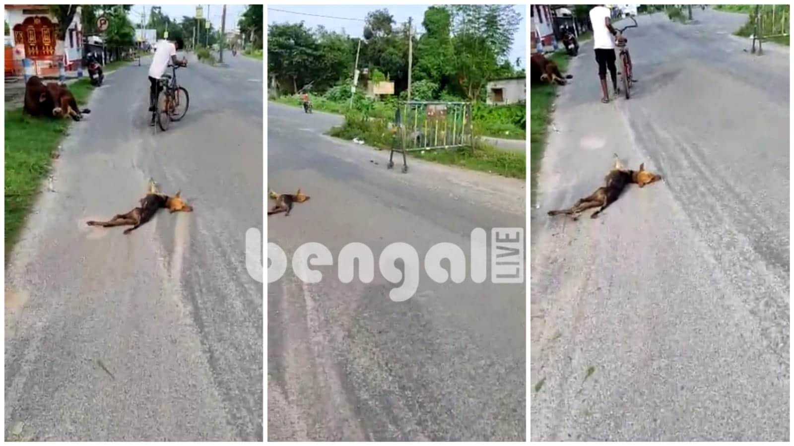 raiganj bengali news
