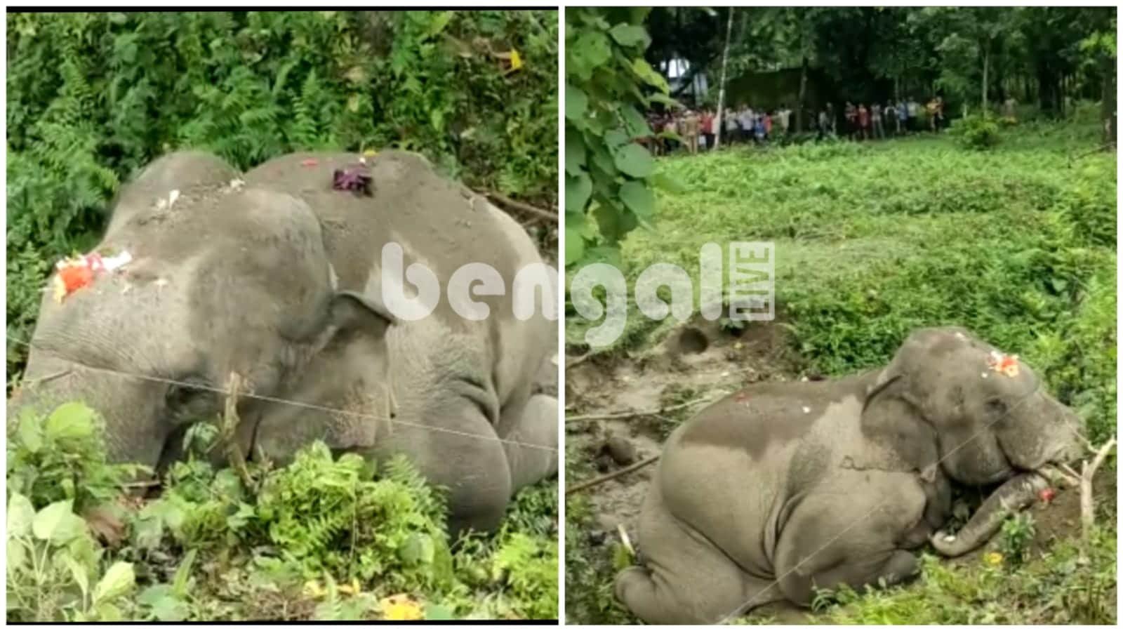 The carcass of an adult toothed elephant rescued from a ditch