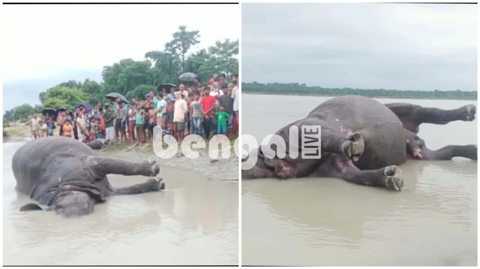 north bengal wild life