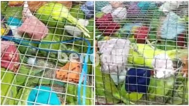 Two and a half hundred pheasants were rescued before the smuggling