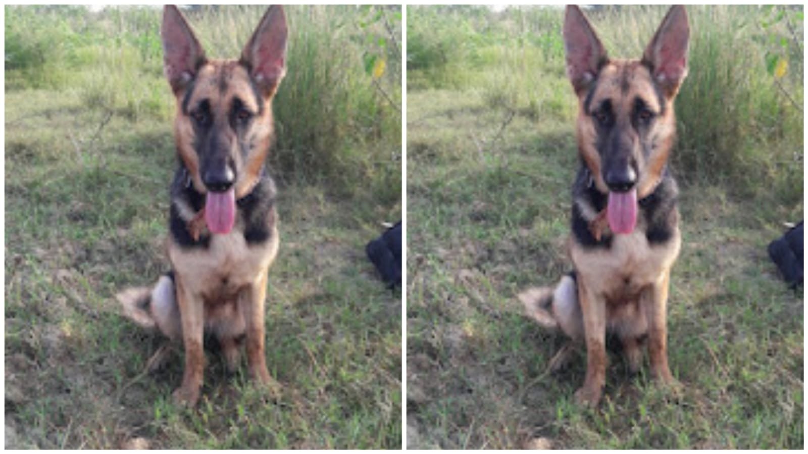 The death of the police dog queen