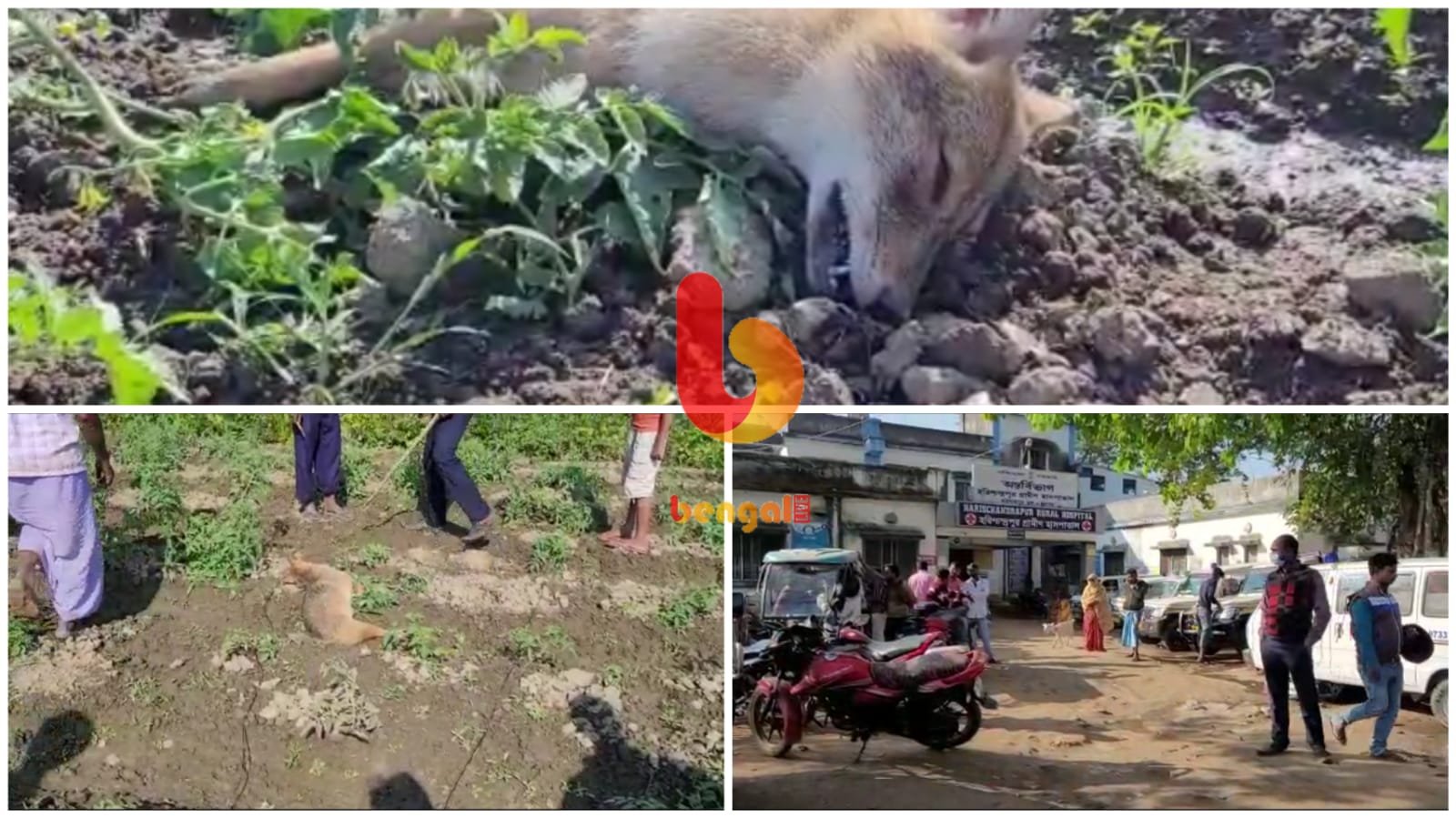 Sudden fox attack in the village, 40 injured
